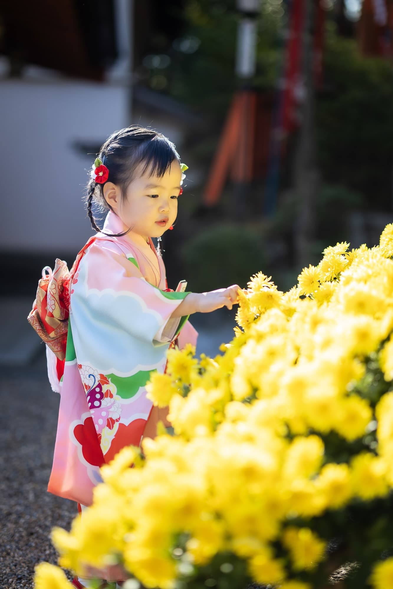 七五三の子供とお宮参りの赤ちゃん