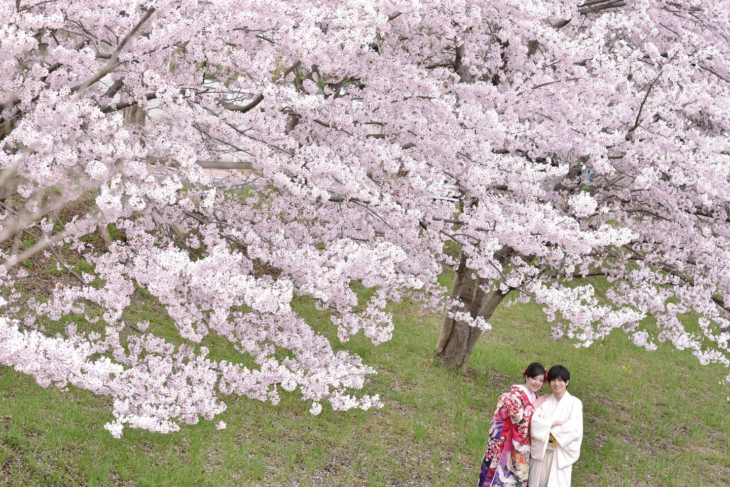 和装着物を着た花嫁様と紋付羽織袴の新郎様の写真
