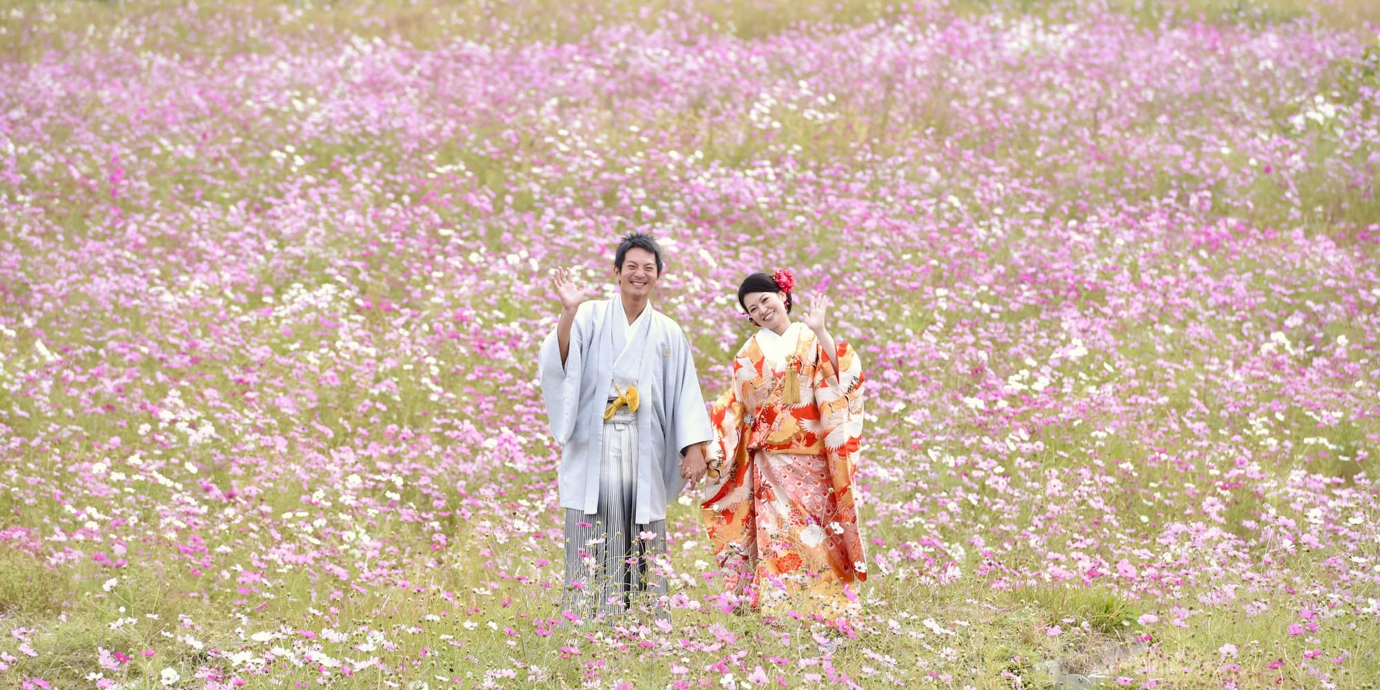 コスモス畑で色打掛を着た花嫁様と紋付羽織袴を着た新郎様が手を振っている